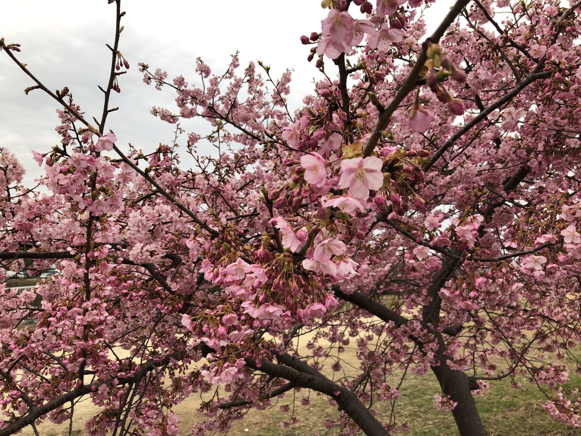 桜 開花 予想 香川 高松市で桜が開花！春の陽気に一足早い花見客も 満開予想は4月2日